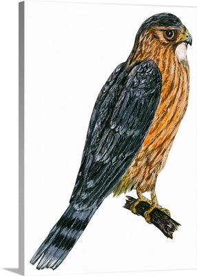Merlin (Falco Columbarius) Illustration