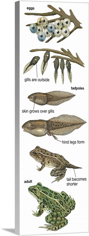 Metamorphosis Of Leopard Frog (Rana Pipiens) Illustration | Great Big ...