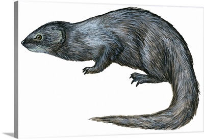 Mongoose (Herpestes Nyula)