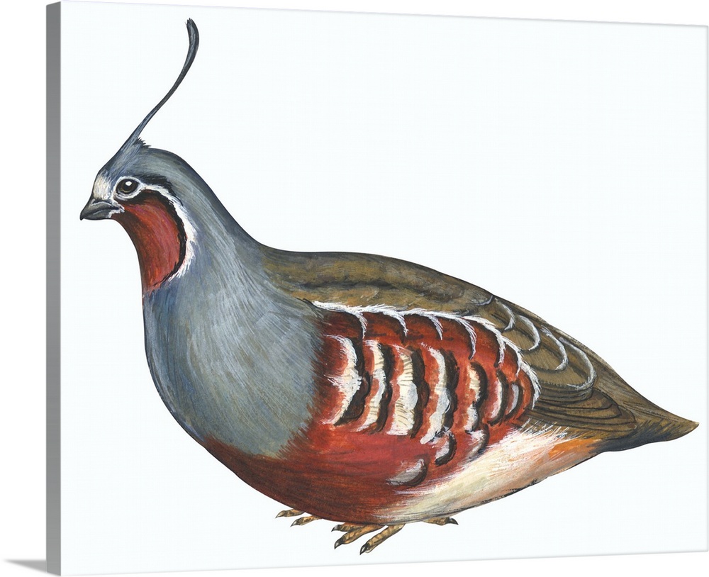 Educational illustration of the mountain quail.