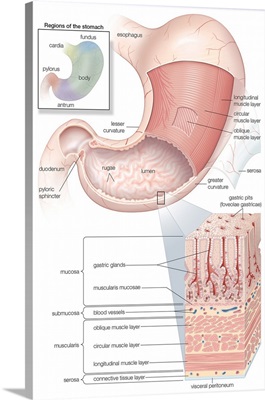 Mucosa and musculature of the stomach