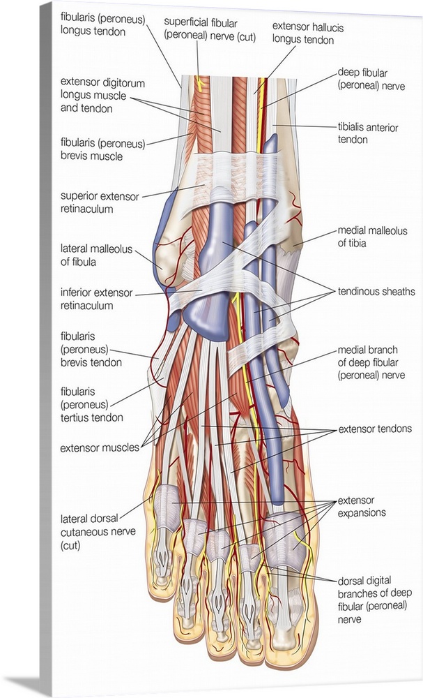 Muscles of dorsum of foot