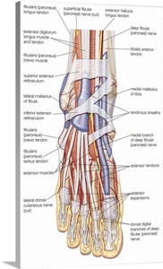 Muscles of dorsum of foot Wall Art, Canvas Prints, Framed Prints, Wall ...