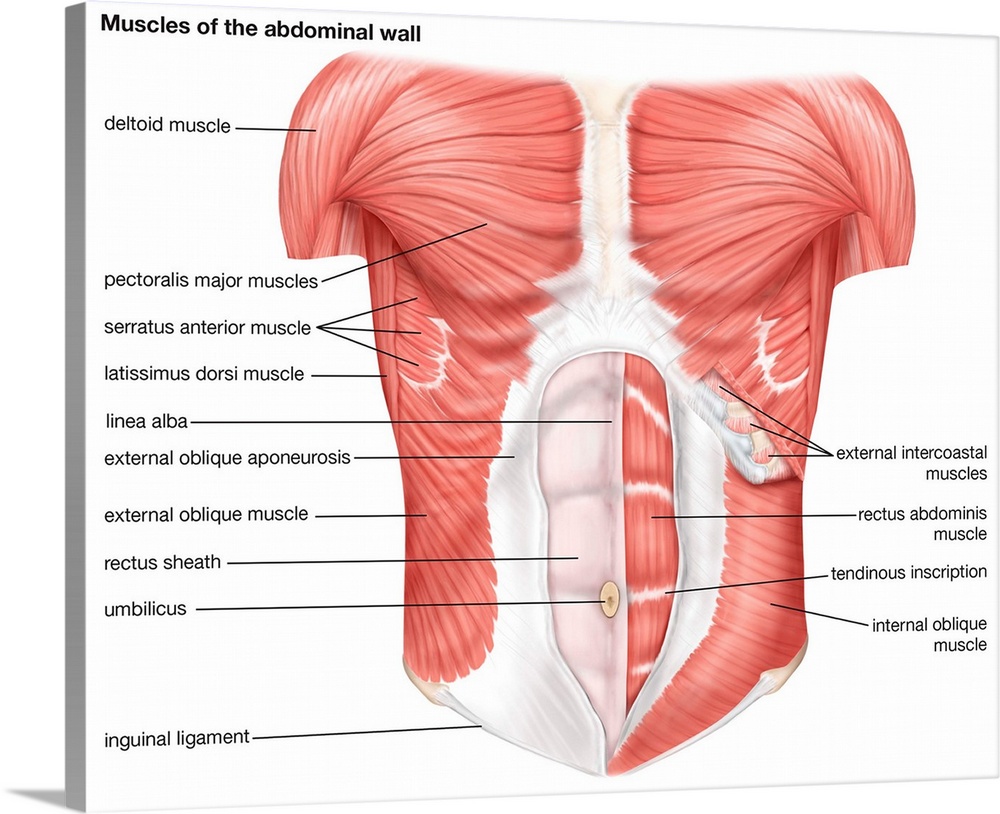 Muscles of the abdominal wall - anterior view
