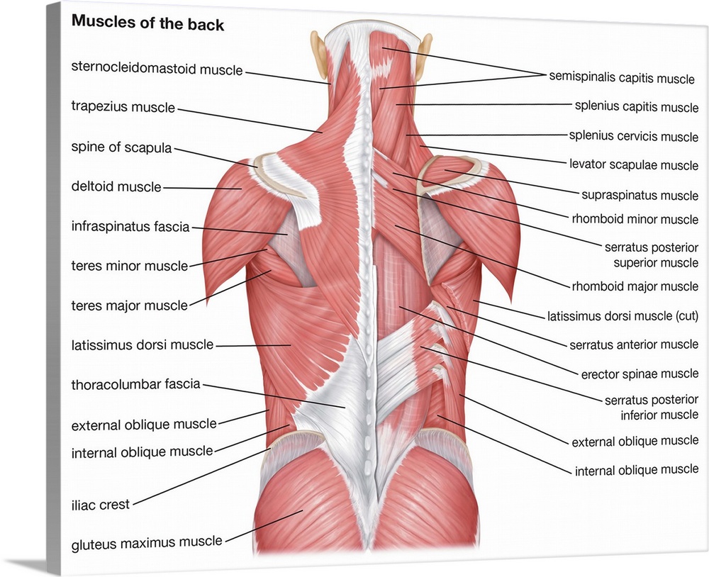 Muscles of the back - posterior view