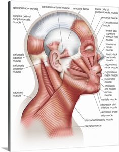 Muscular System | Great Big Canvas