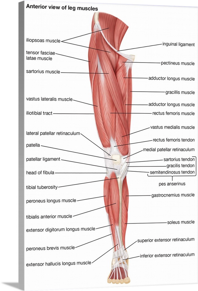 Muscles of the leg - anterior view Wall Art, Canvas Prints, Framed ...