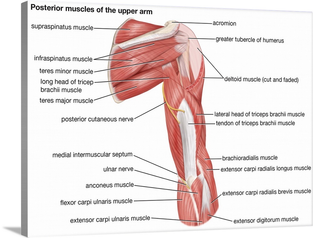 Muscles of upper arm - posterior view Wall Art, Canvas Prints, Framed