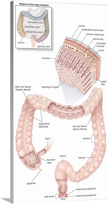 Musculature and mucosa of the large intestines