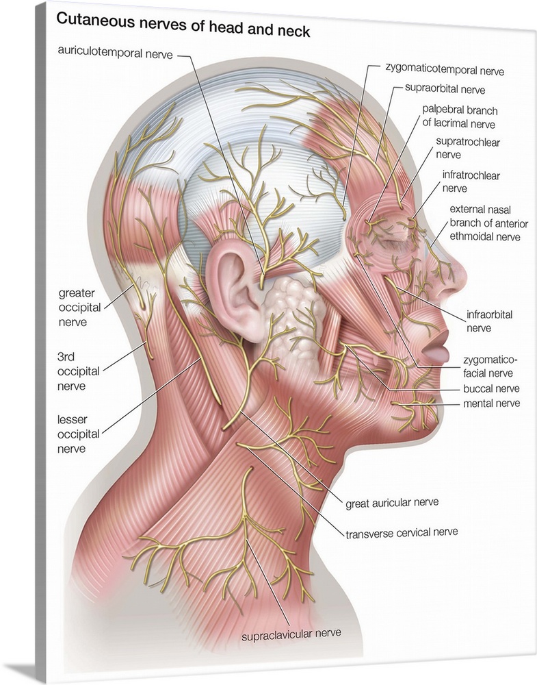 Nerves of head and neck - lateral view. nervous system