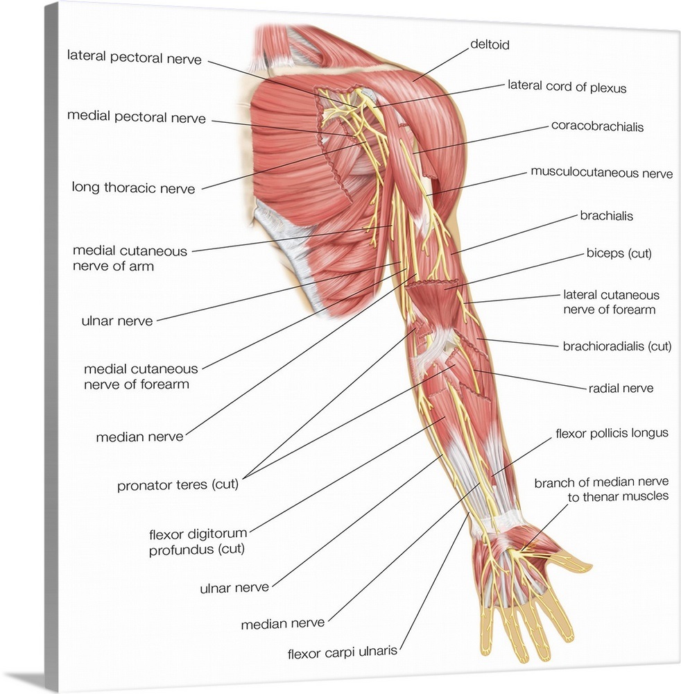 cranial-nerve-testing-adult-and-pediatric-printable-resources-for