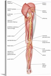 Nerves of the right leg - posterior view. nervous system ... foot nerve diagram 