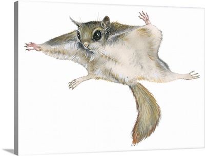 New World Flying Squirrel (Glaucomys)