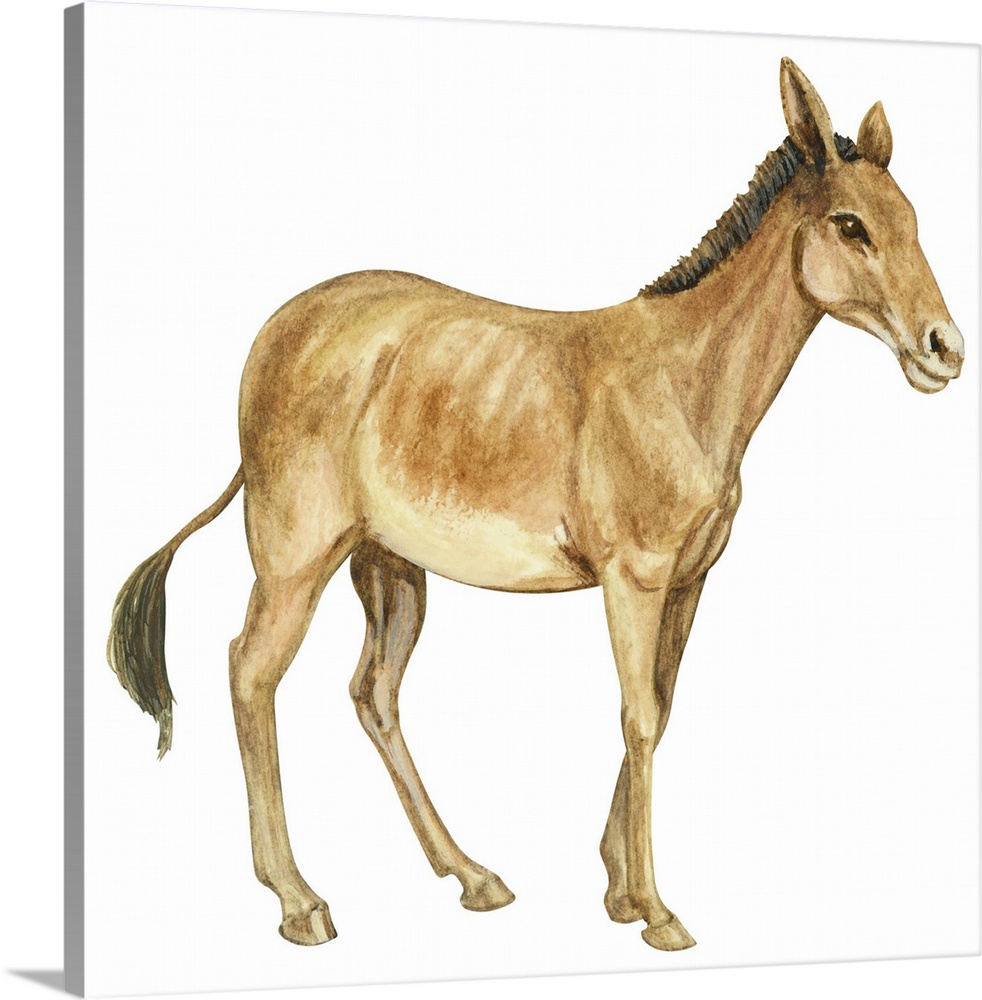 Onager (Equus Onager)