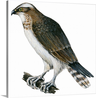 Osprey (Pandion Haliaetus) Illustration