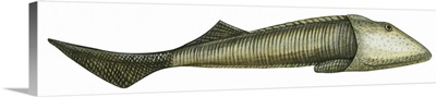 Ostracoderm (Ostracoderma), Fishlike Animal, Fossil