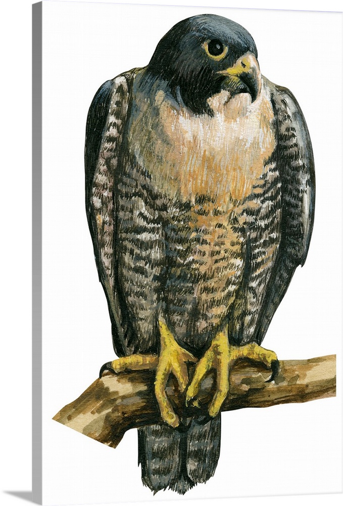 Educational illustration of the peregrine falcon.