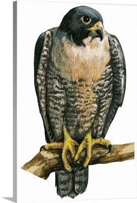 Peregrine Falcon (Falco Peregrinus) Illustration