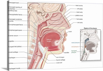 Pharynx sagittal section