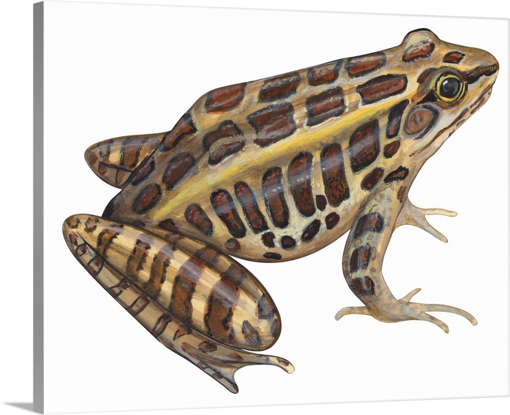 Educational illustration of the pickerel frog.