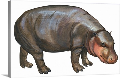 Pigmy Hippopotamus (Hippopotamus Liberiensis)
