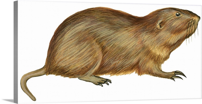 Plains Pocket Gopher (Geomys Bursarius) Wall Art, Canvas Prints, Framed ...