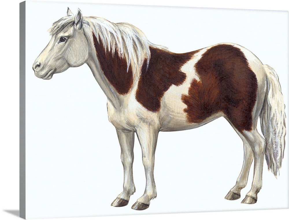 Pony (Equus Caballus)