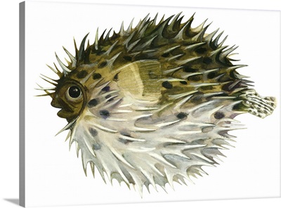 Porcupinefish (Diodon Holocanthus)