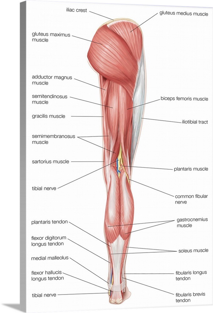 Posterior view of the muscles of the hip, thigh, and lower ...