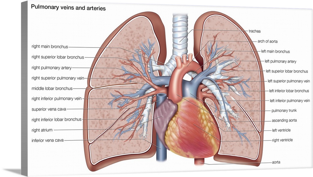 Pulmonary veins and arteries. circulation, cardiovascular system