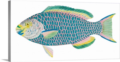 Queen Parrot Fish (Scarus Vetula)
