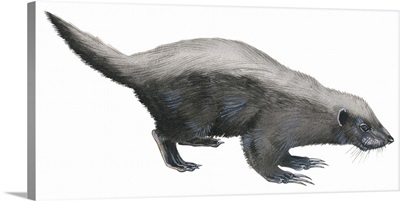 Ratel (Mellivora Capensis), Honey Badger, Weasel