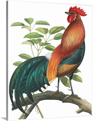 Red Jungle Fowl (Gallus Gallus) Illustration