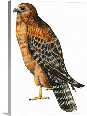 Red-Shouldered Hawk (Buteo Lineatus) Illustration