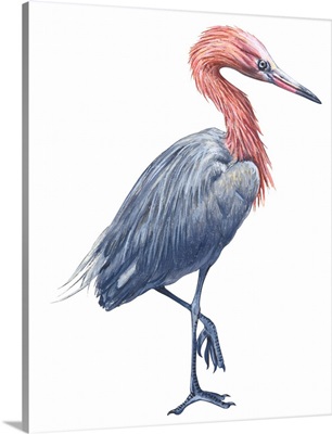 Reddish Egret (Dichromanassa Rufescens) Illustration