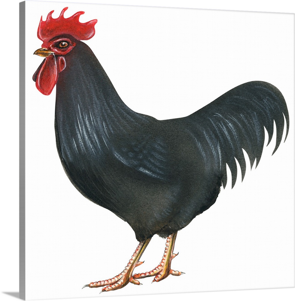 Educational illustration of the Rhode Island red.