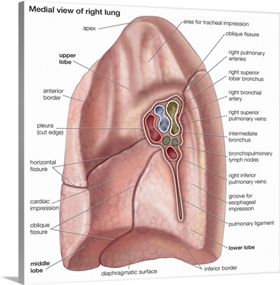 Right lung - medial view. respiratory system