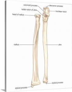 Right radius and ulna bones in supination - anterior view. skeletal