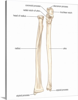 Right radius and ulna bones in supination - anterior view. skeletal system