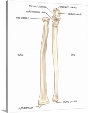 Right radius and ulna bones in supination - anterior view. skeletal ...