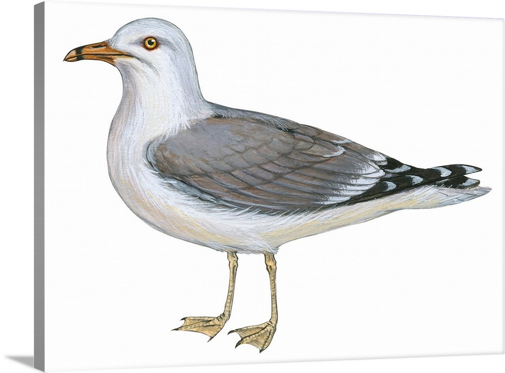 Educational illustration of the ring-billed gull.