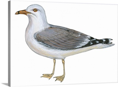 Ring-Billed Gull (Larus Delawarensis) Illustration