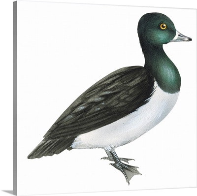 Ring-Necked Duck (Aythya Collaris) Illustration