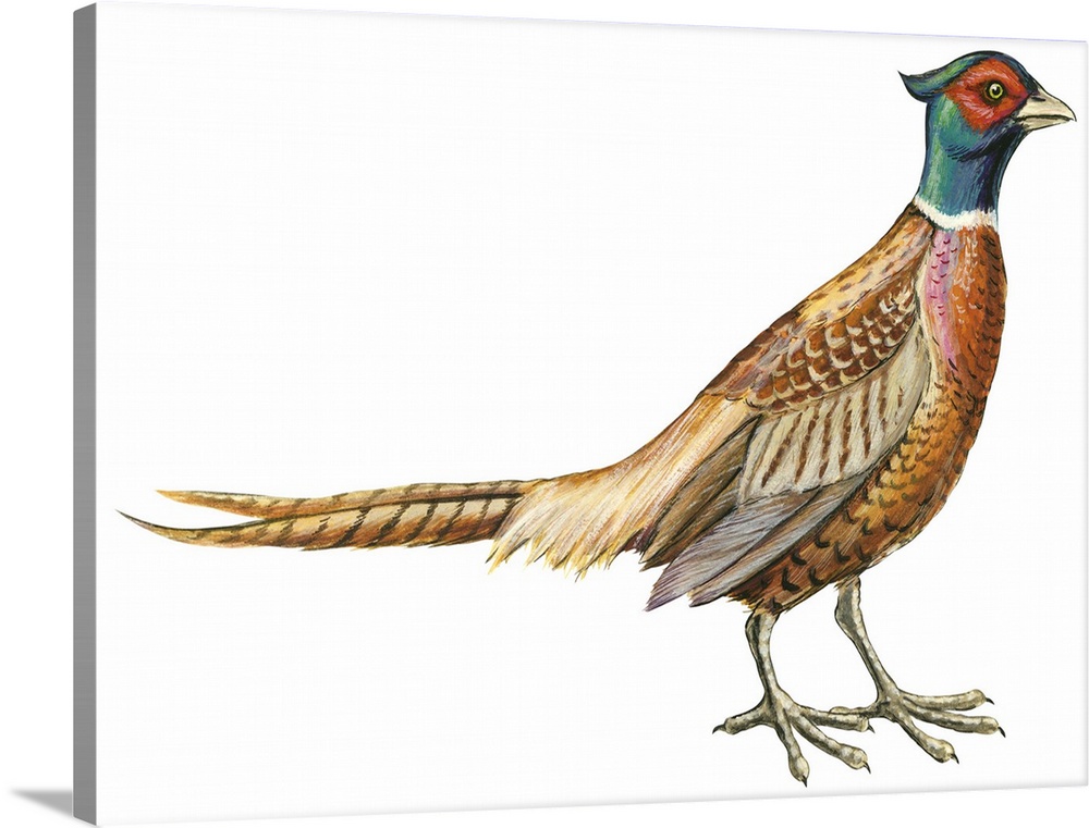 Educational illustration of the ring-necked pheasant.