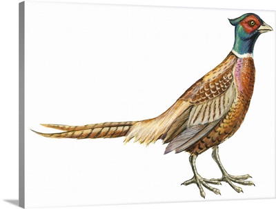 Ring-Necked Pheasant (Phasianus Colchicus) Illustration