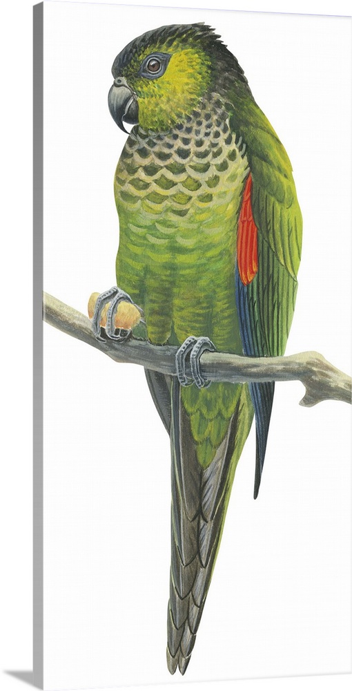 Educational illustration of the rock parakeet.