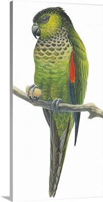 Rock Parakeet (Pyrrhura Rupicola) Illustration