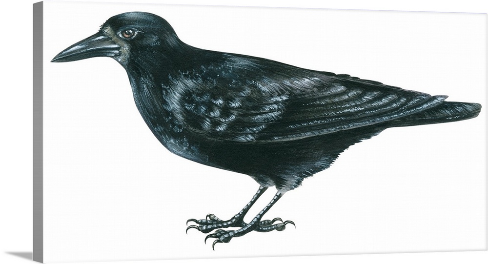 Educational illustration of the rook.