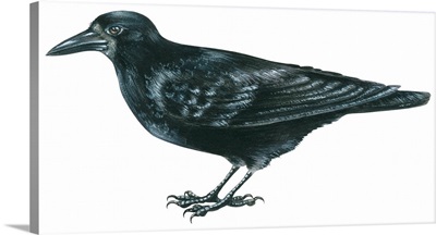Rook (Corvus Frugilegus) Illustration