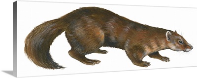 Sable (Martes Zibellina), Weasel